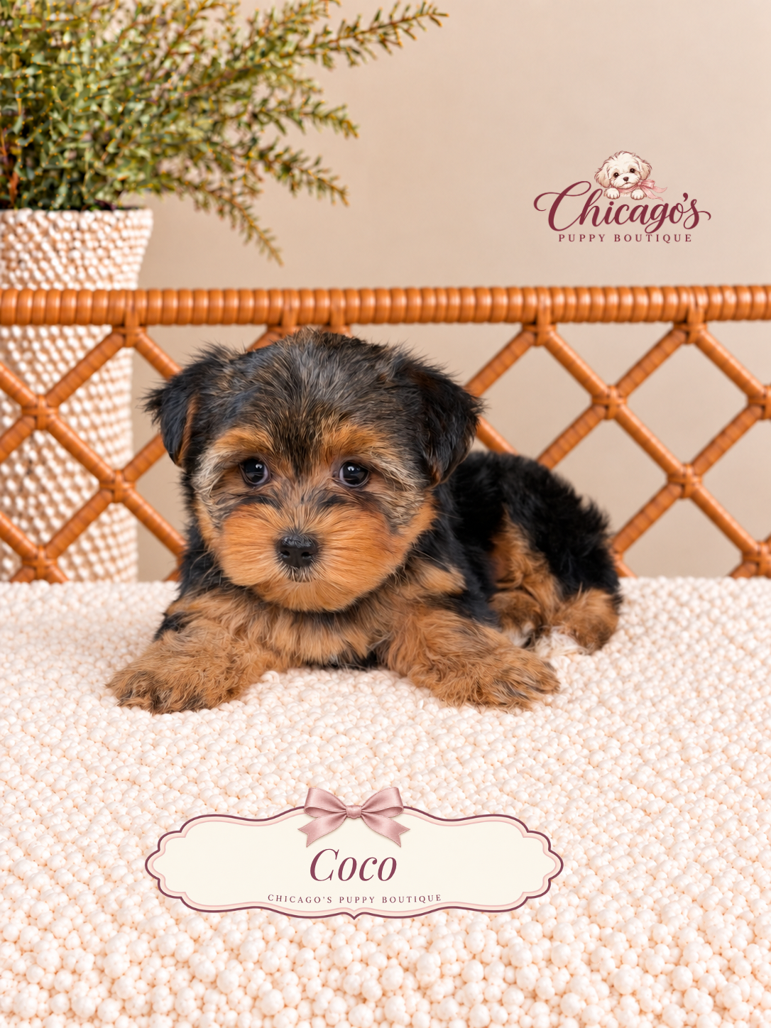 Coco