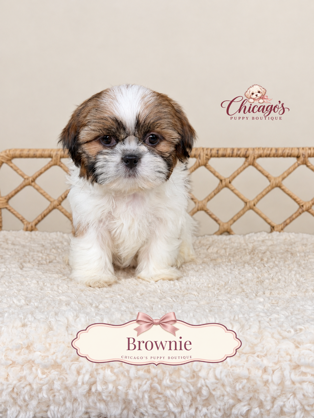 Brownie