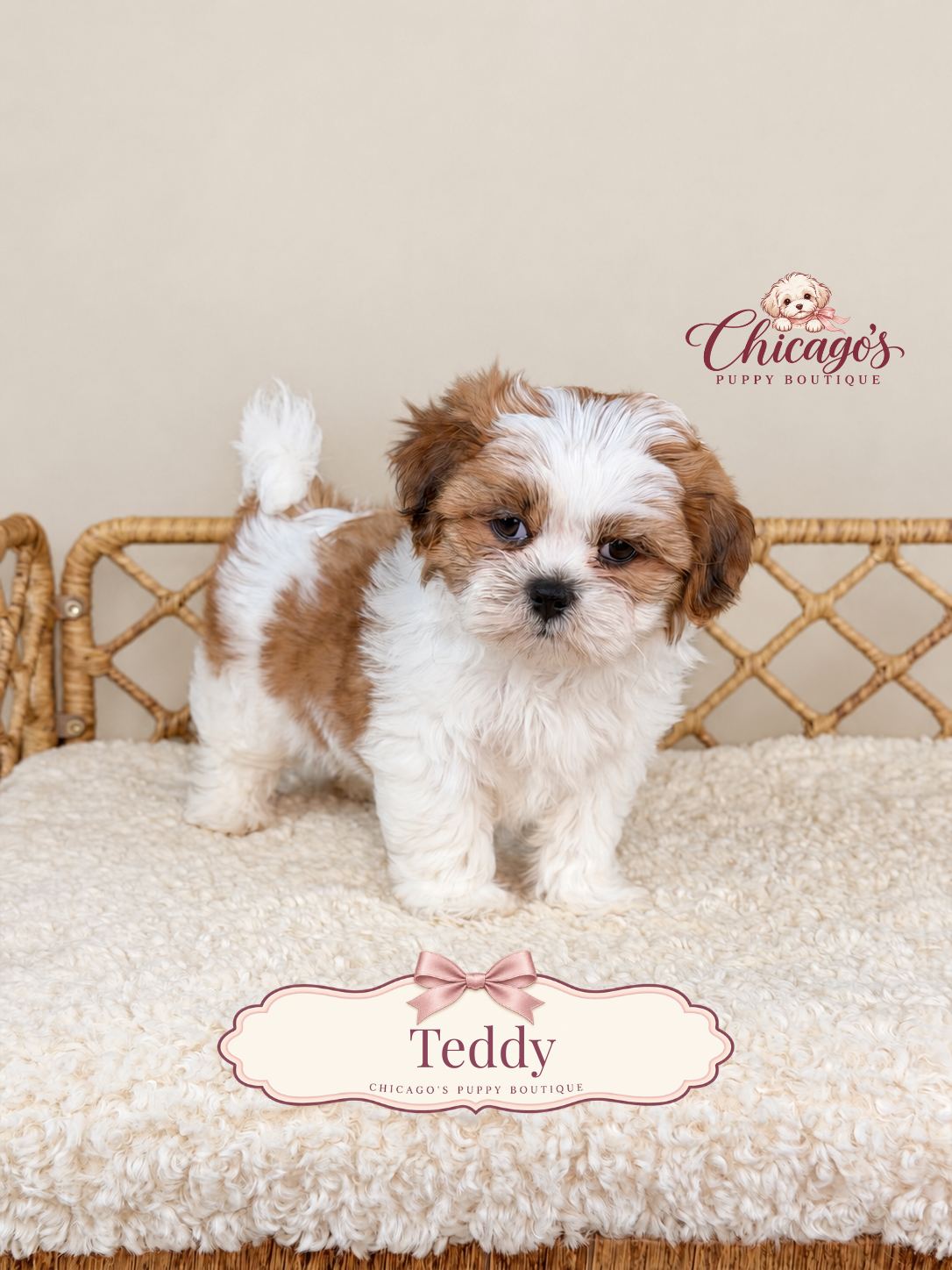 Teddy