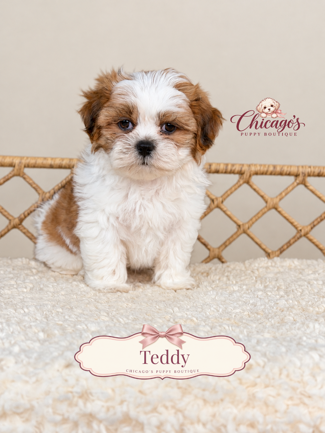 Teddy