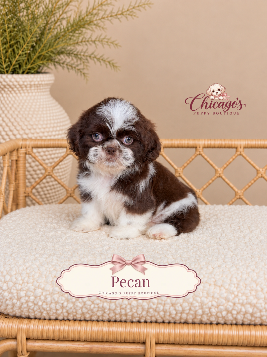Pecan