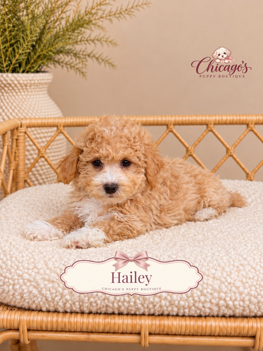 Hailey