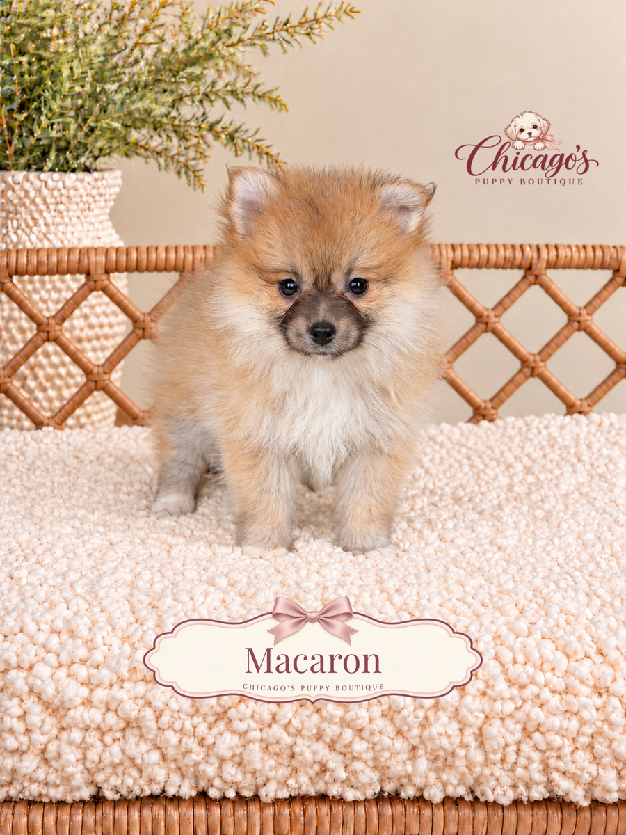Macaron