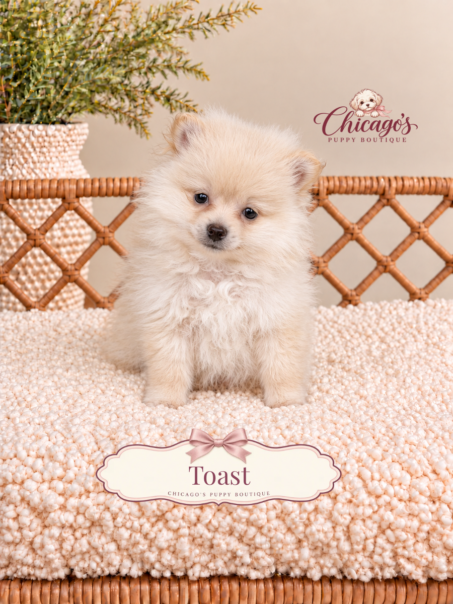 Toast