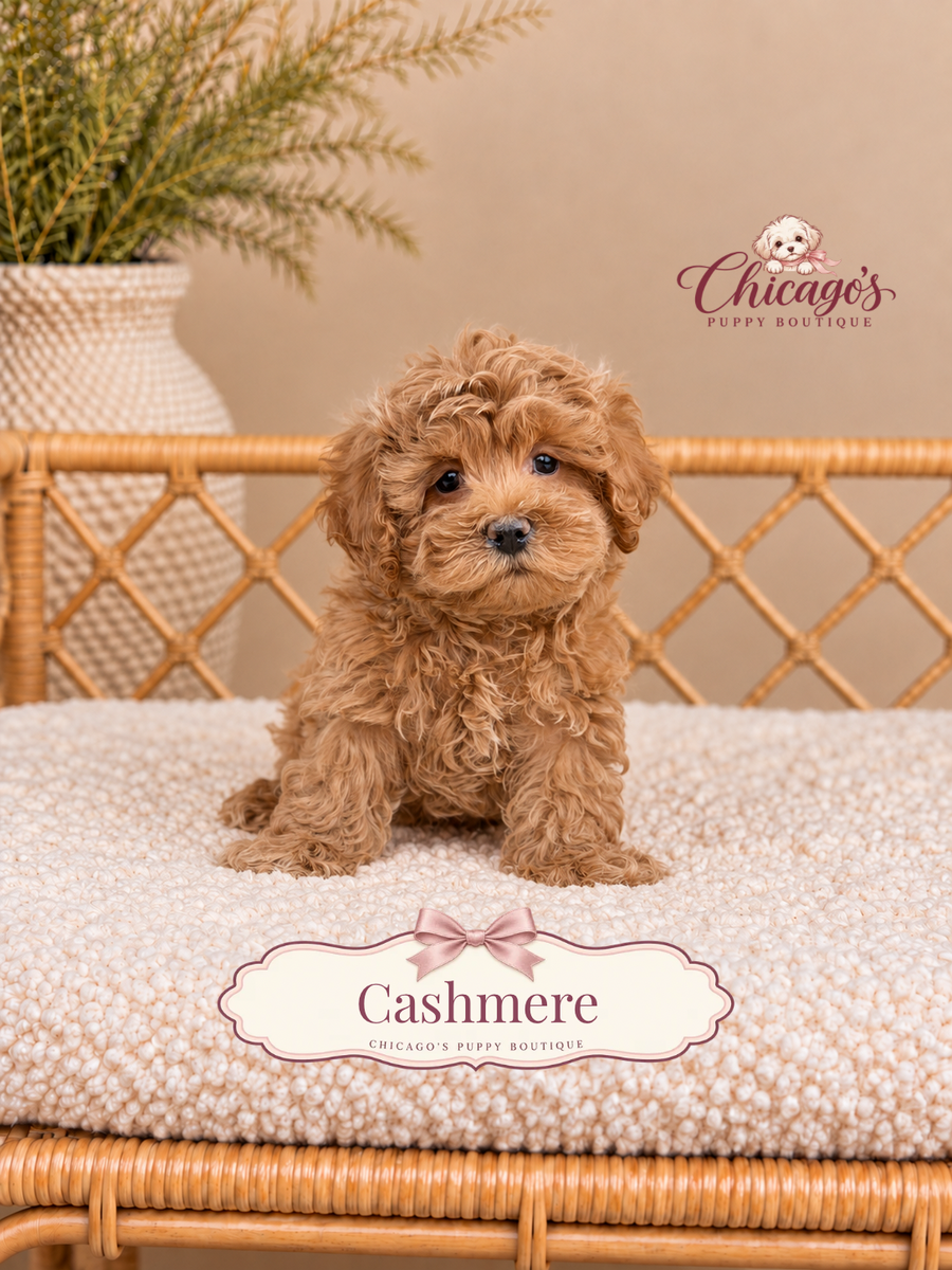 Cashmere
