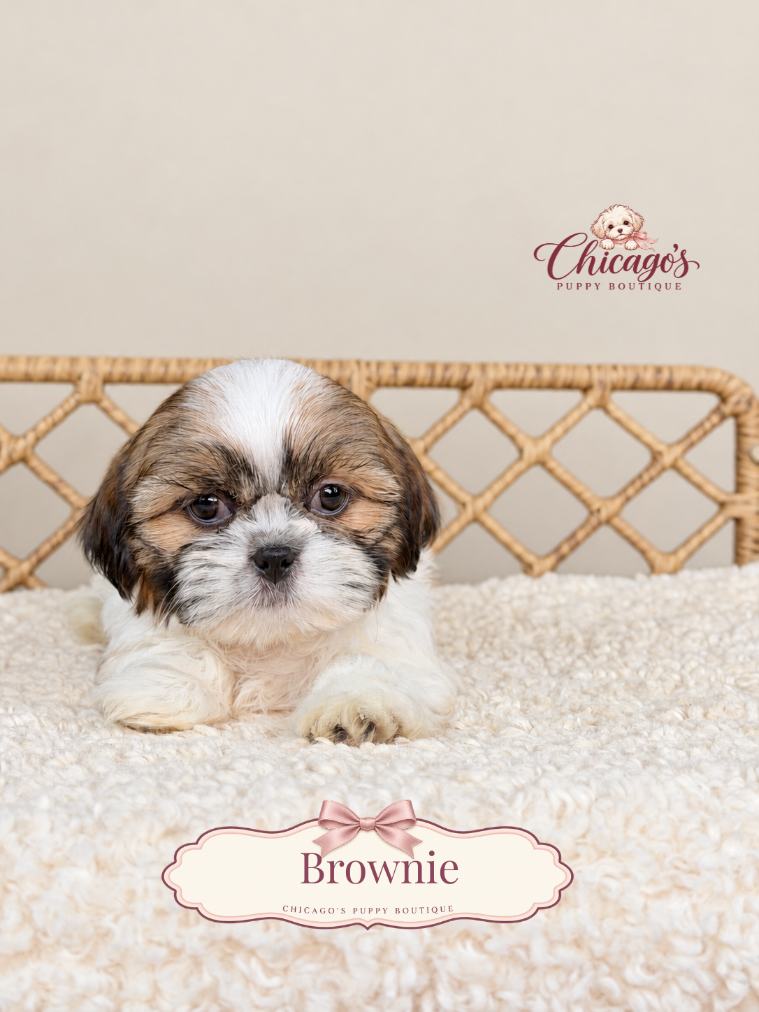 Brownie